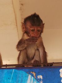 Portrait of monkey sitting on wall
