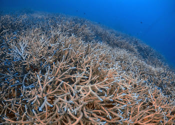 View of fish underwater