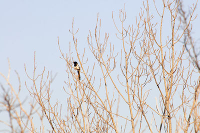 Low angle view of bird perching on branch against sky