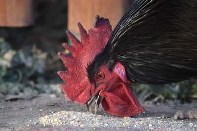 Close-up of rooster feeding on field