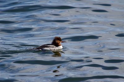 High angle view of duck swimming on lake