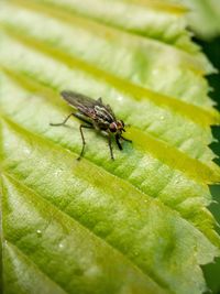 Close-up of fly on leaf