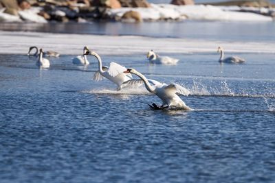 Swans in water