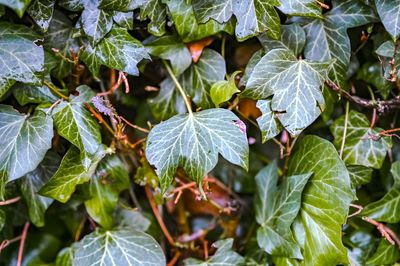Close-up of raindrops on leaves