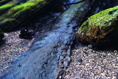 Close-up of tree and water