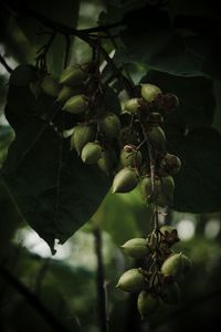 Low angle view of fruits growing on tree