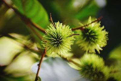 Close-up of white flowering plant