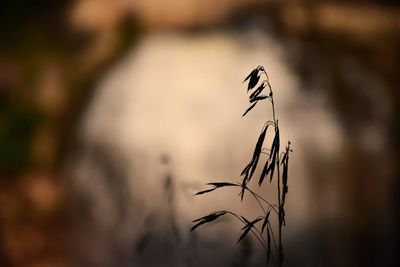 Close-up of silhouette plant on land