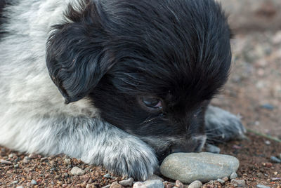 Close-up of dog