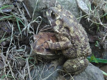 High angle view of frog on field