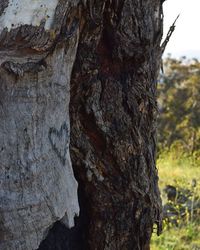 Close-up of tree trunk