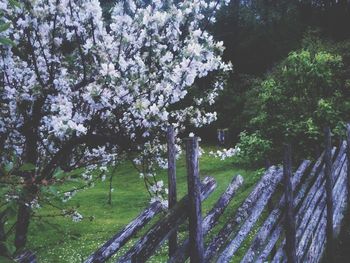 View of blooming tree