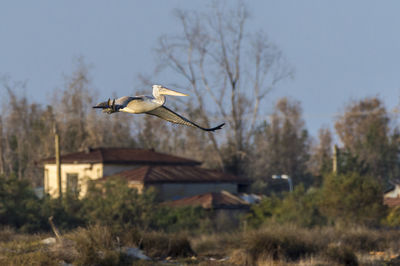 Bird flying over a field