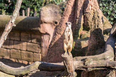 View of birds perching on tree trunk