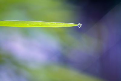 Close-up of dew drops on plant leaves