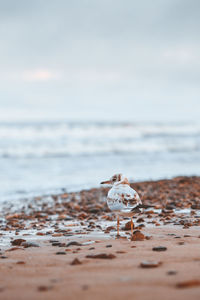 Bird near the ocean in the morning