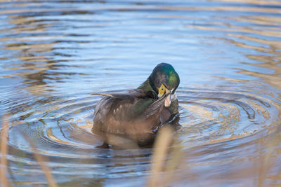 Duck swimming in a lake