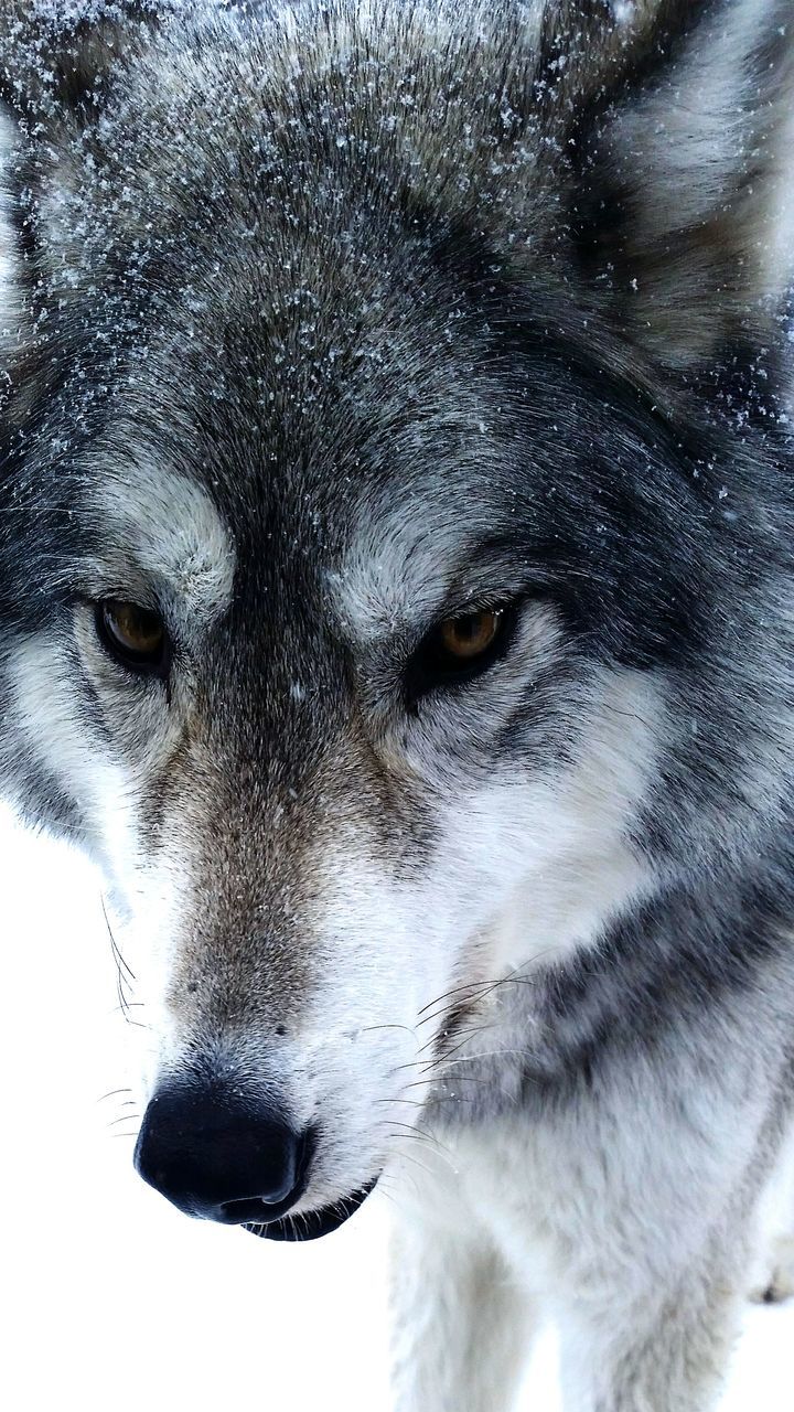 animal themes, one animal, mammal, close-up, domestic animals, dog, pets, animal head, animal body part, portrait, cold temperature, looking at camera, winter, snow, day, no people, front view, focus on foreground, outdoors, black color