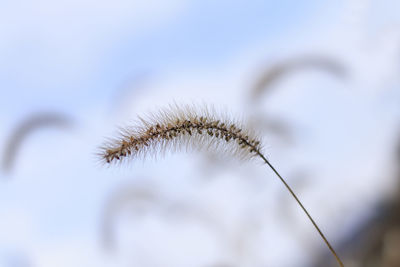 Close-up of white flower against sky