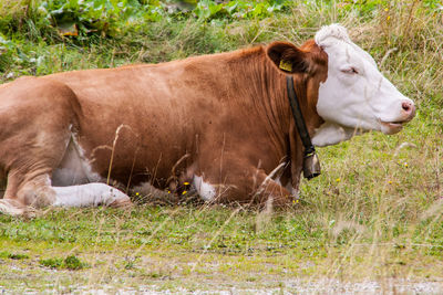 Horse grazing on grassy field