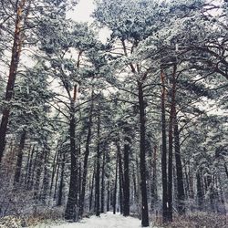 Low angle view of trees in forest against sky