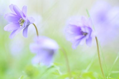 Close-up of purple flowering plant on field