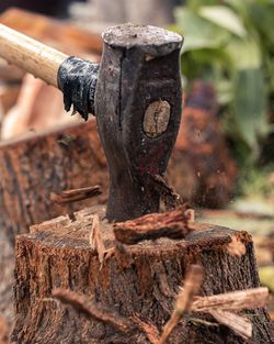 Close-up of tree stump