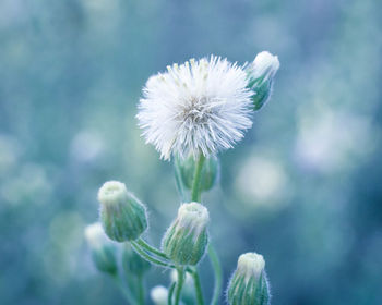 Close-up of white dandelion flower