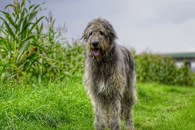 Dog on field against sky