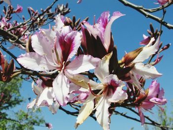 Close-up of pink flowers against sky