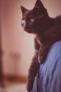 Close-up of a black cat looking away