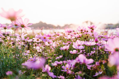 A field of pink starburst flowers with the light of the sunset