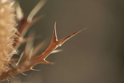 Close-up of flower plant