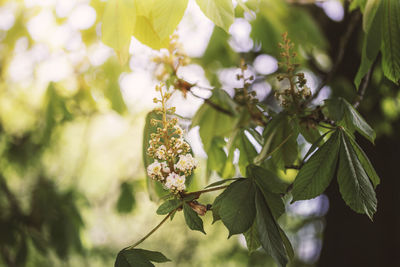 Close-up of flowering plant