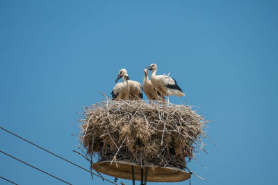 Low angle view of birds on nest against clear blue sky