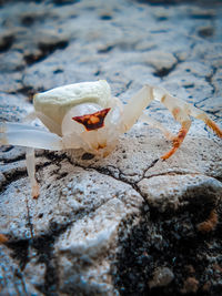 Close-up of seashell on rock