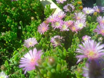 Close-up of flowers blooming outdoors