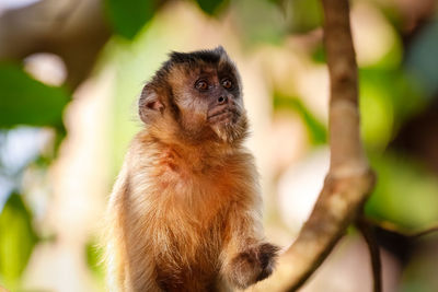 Close-up of hooded capuchin monkey in a tree