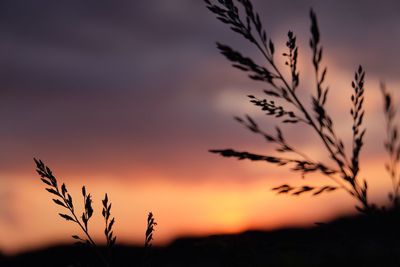 Close-up of plants against sky at sunset