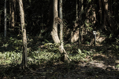 Trees in forest