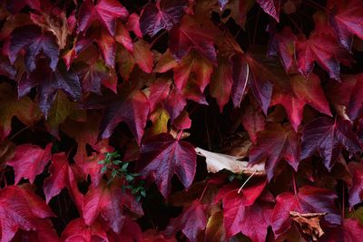 Full frame shot of dried leaves