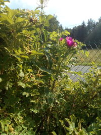 Close-up of pink flowering plants