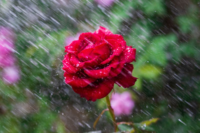 Close-up of wet red rose in rainy season
