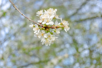 Low angle view of cherry blossoms in spring