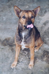 Portrait of dog sitting outdoors