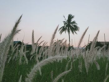 Panoramic view of palm trees on field against sky