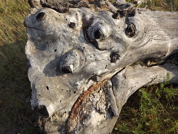 Close-up of animal on field