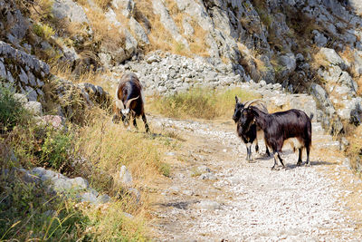 Horses in the ground