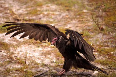 Turkey vulture cathartes aura at the myakka river state park in sarasota, florida