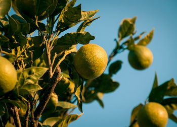 Wild lemons growing outdoors on tree